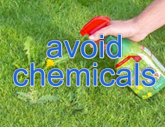 avoid weed killer and chemicals